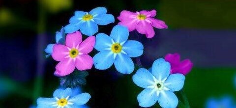 FORGET ME NOT